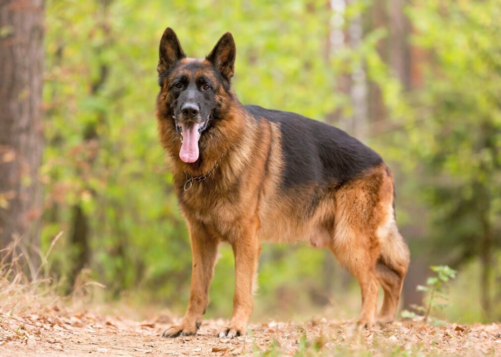 #3. German shepherd